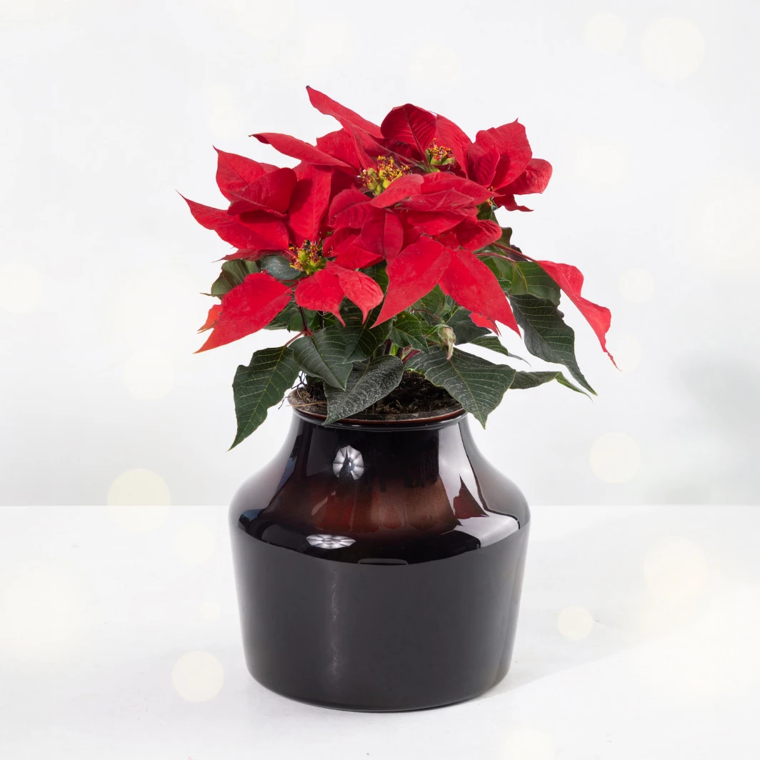Mini Poinsettia 21849