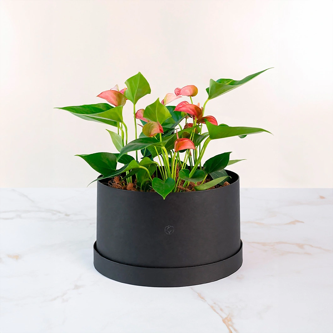 Mini Anthuriums in Box 22130