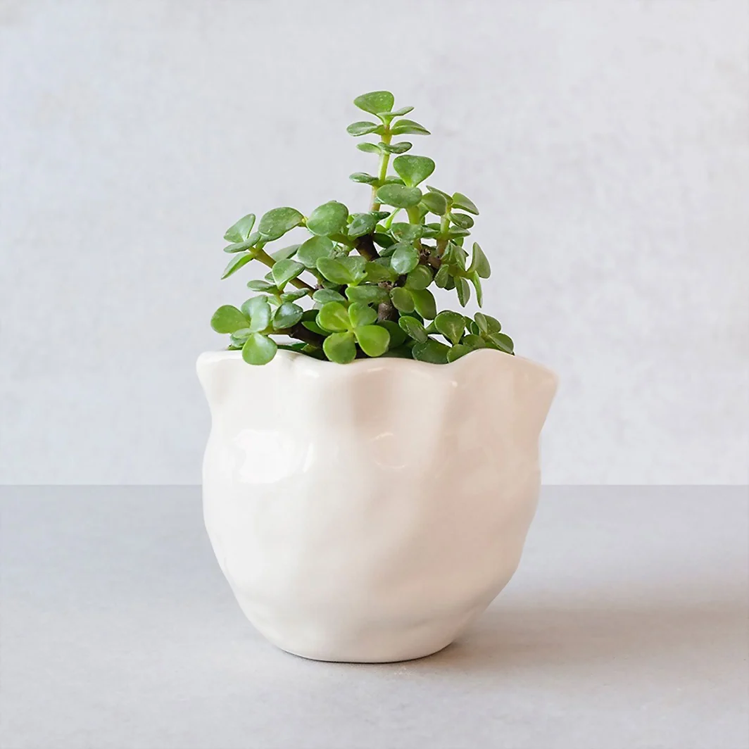 Mini Tree of Abundance in Ceramic Pot 22568