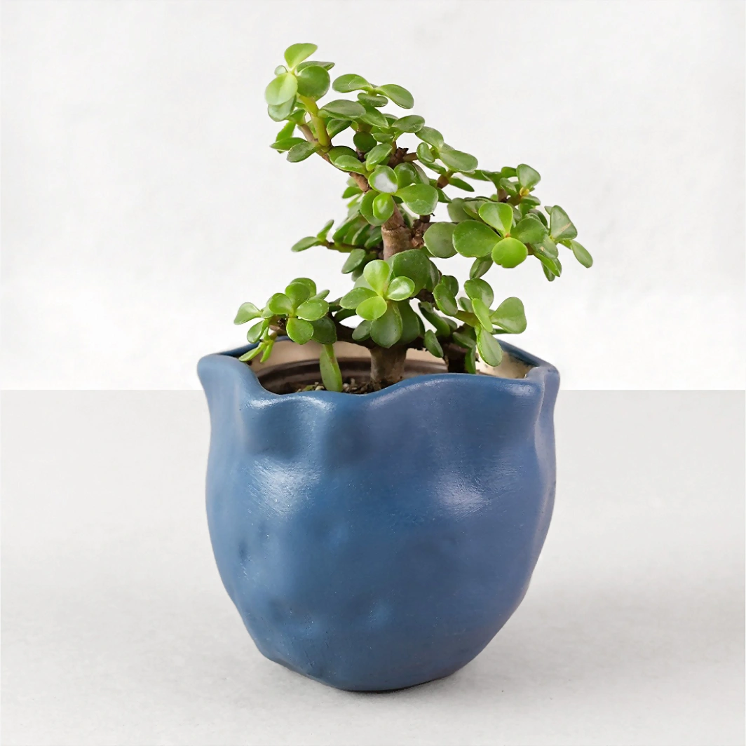 Mini Árbol de la Abundancia en Maceta Azul  22582