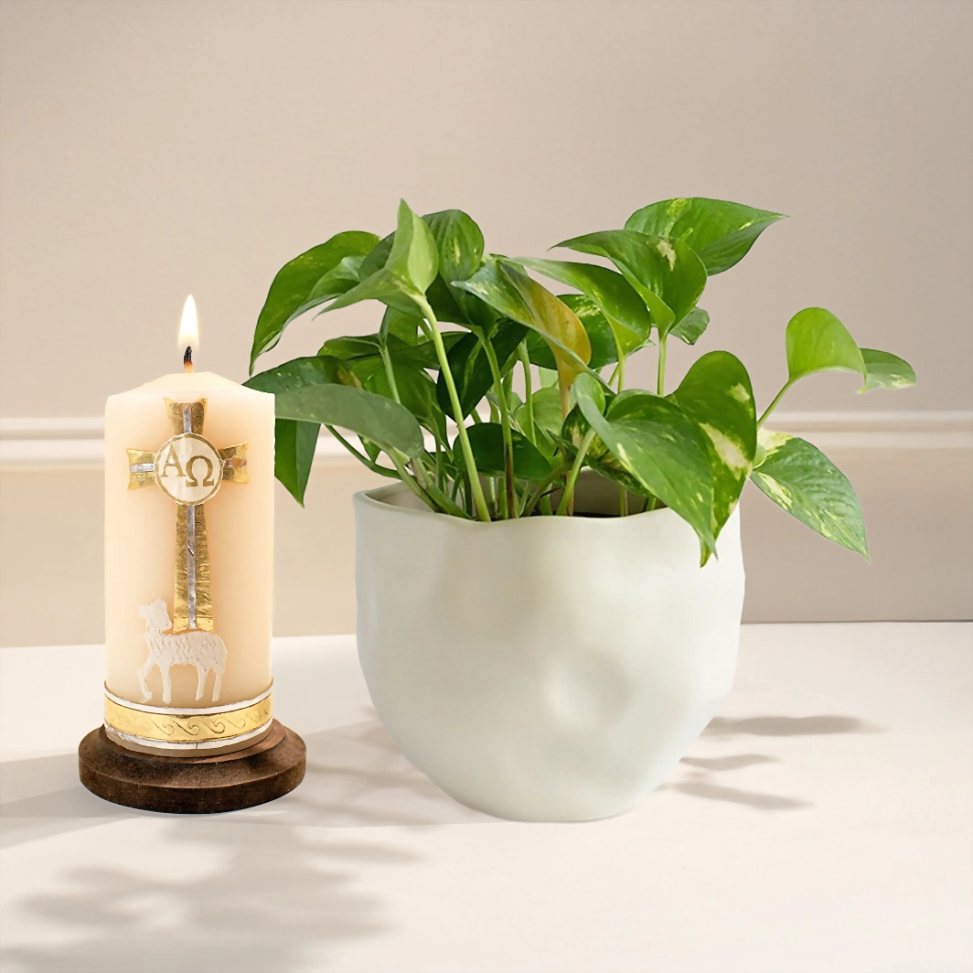 Cirio del Cordero con Planta de la Fortaleza 22653