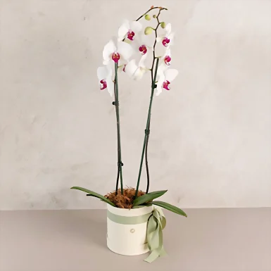 Orquídea Blanca en Caja Beige 22661