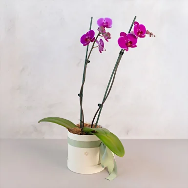Orquídea Morada en Caja Beige 22662