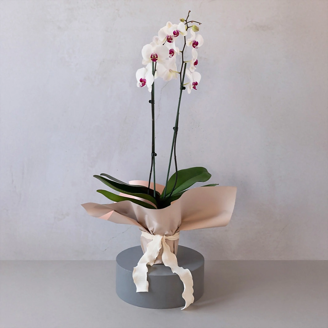 White Orchid on Paper 22709