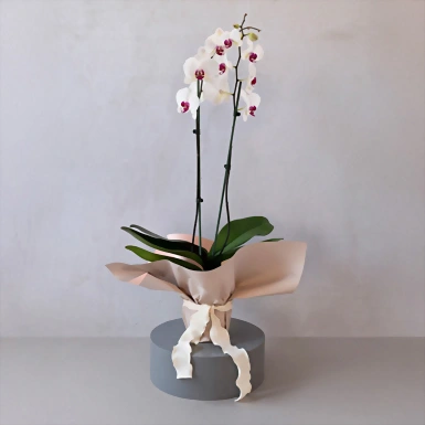 Orquídea Blanca en papel 22709