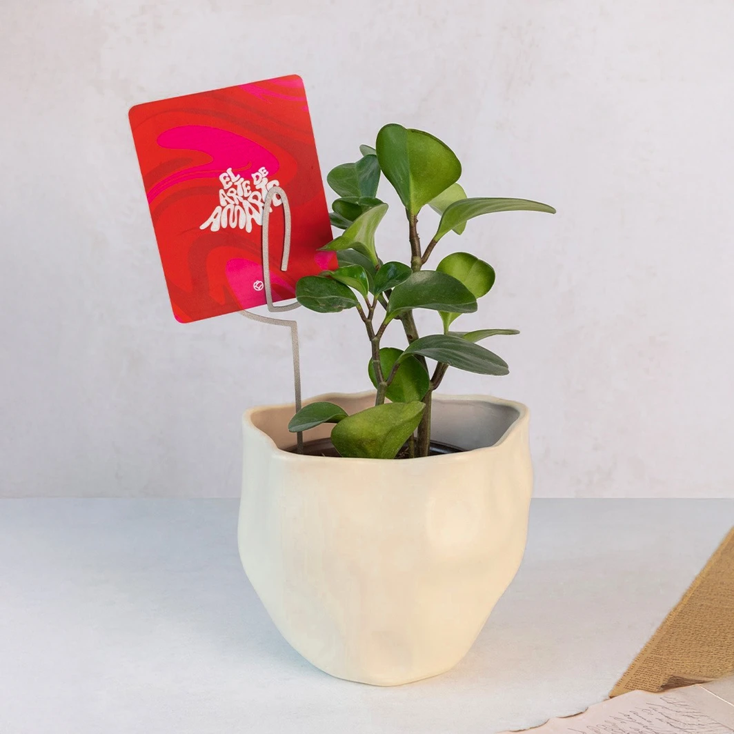 Planta del Éxito con Distintivo 'El Arte de Amarte' 22742