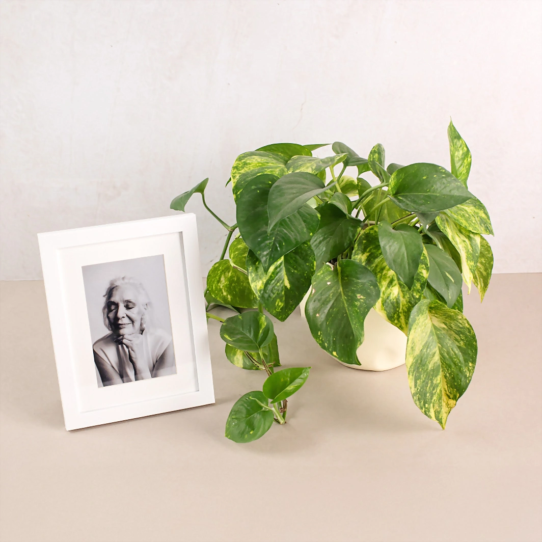 Personaliza Marco Blanco con Planta Condolencias 22797