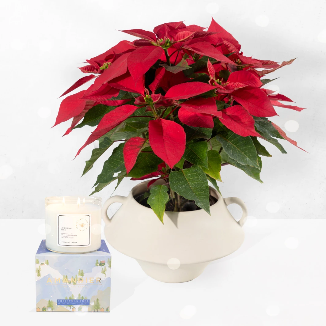 Amandier Christmas Candle with Christmas Eve Plant 22834
