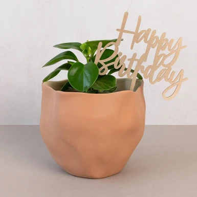 Planta del Éxito con Topper ''Happy Birthday'' 23075