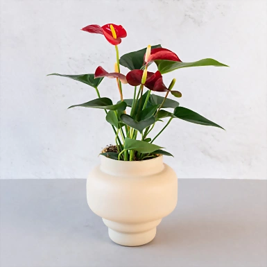 Mini Anturio en Base Beige 23089