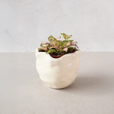 Mini Fitonia en Maceta Beige 23099