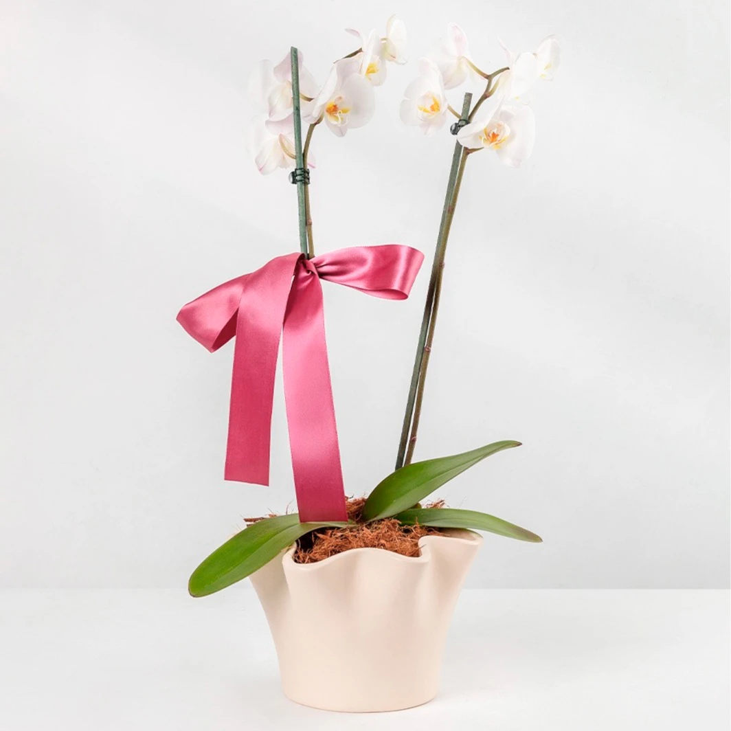 Orquídea Blanca en Base Beige 23623
