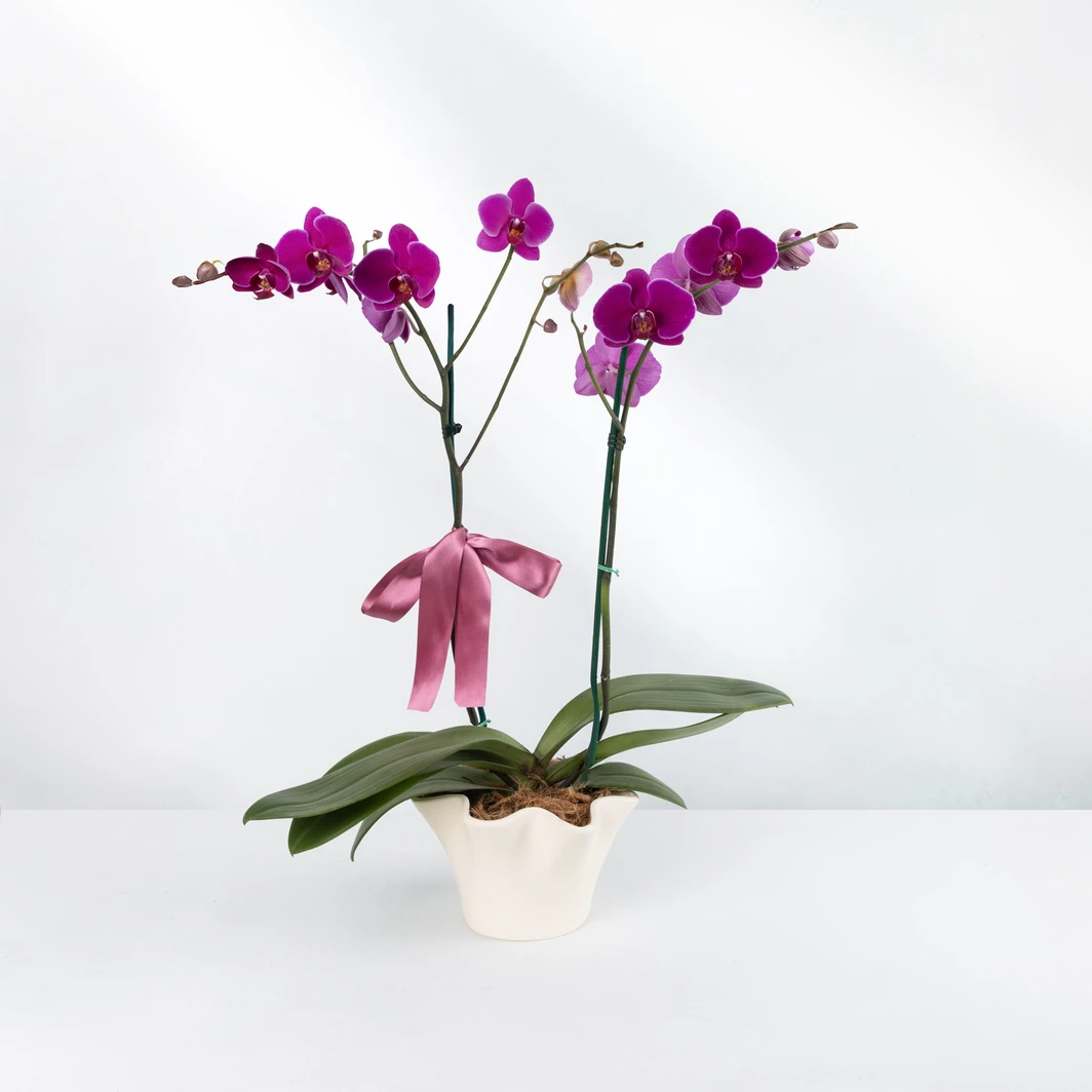 Purple Orchid in Beige Base 23624