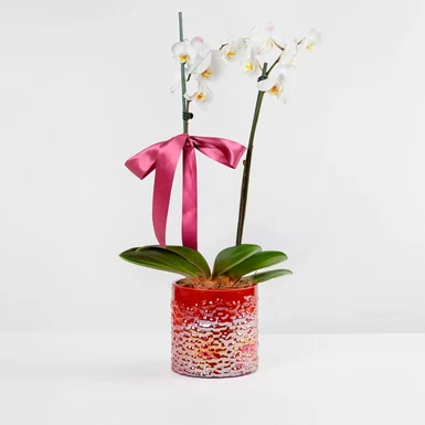 Orquídea Blanca en Maceta de Cristal 23625