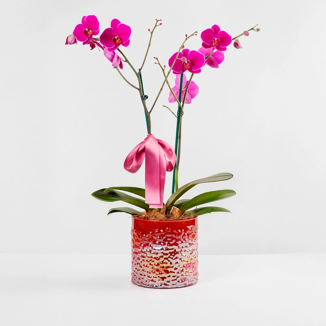Orquídea Morada en Maceta de Cristal 23626