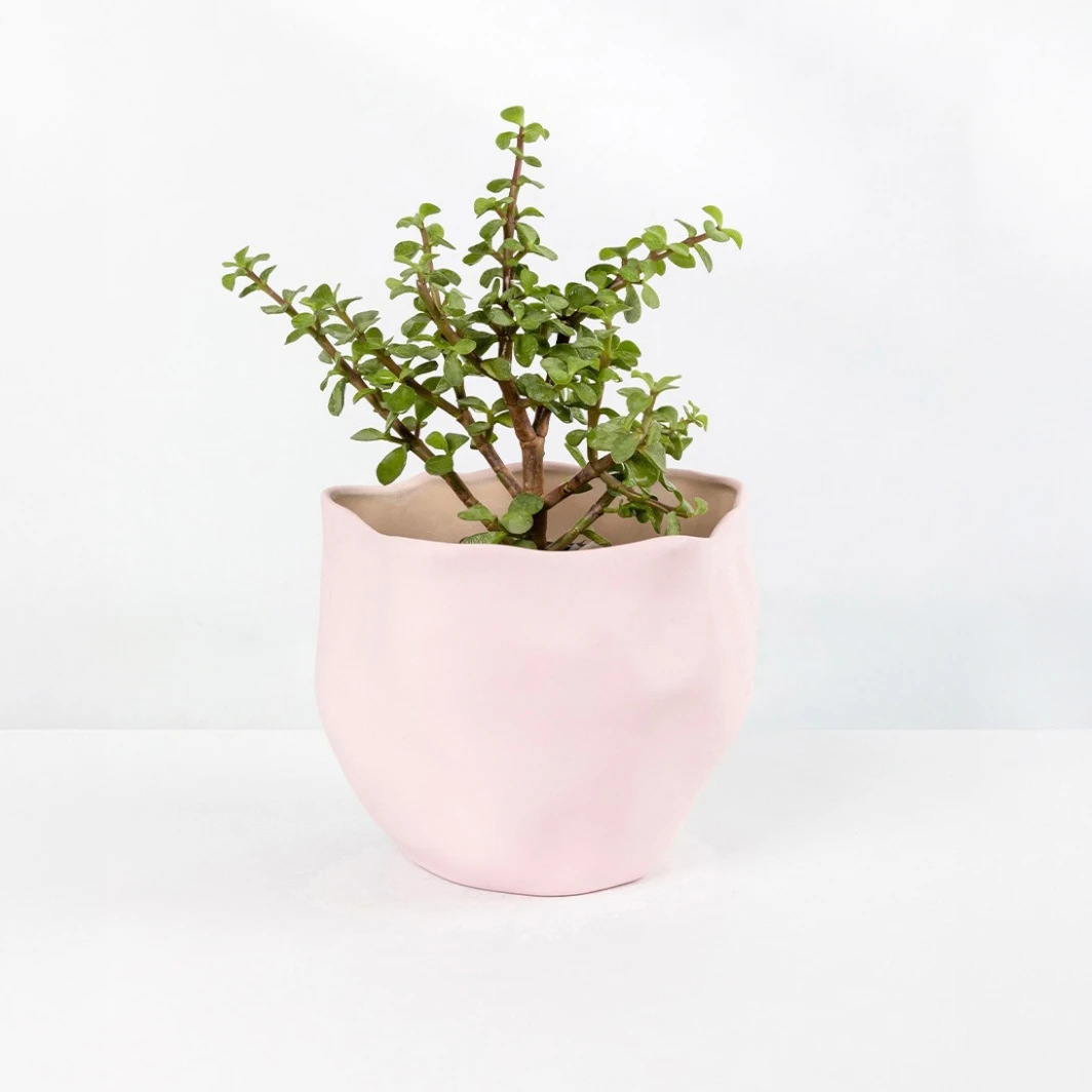 Árbol de la Abundancia en Maceta Cerámica 23629