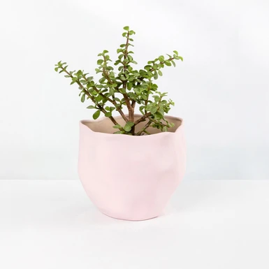 Árbol de la Abundancia en Maceta Cerámica 23629