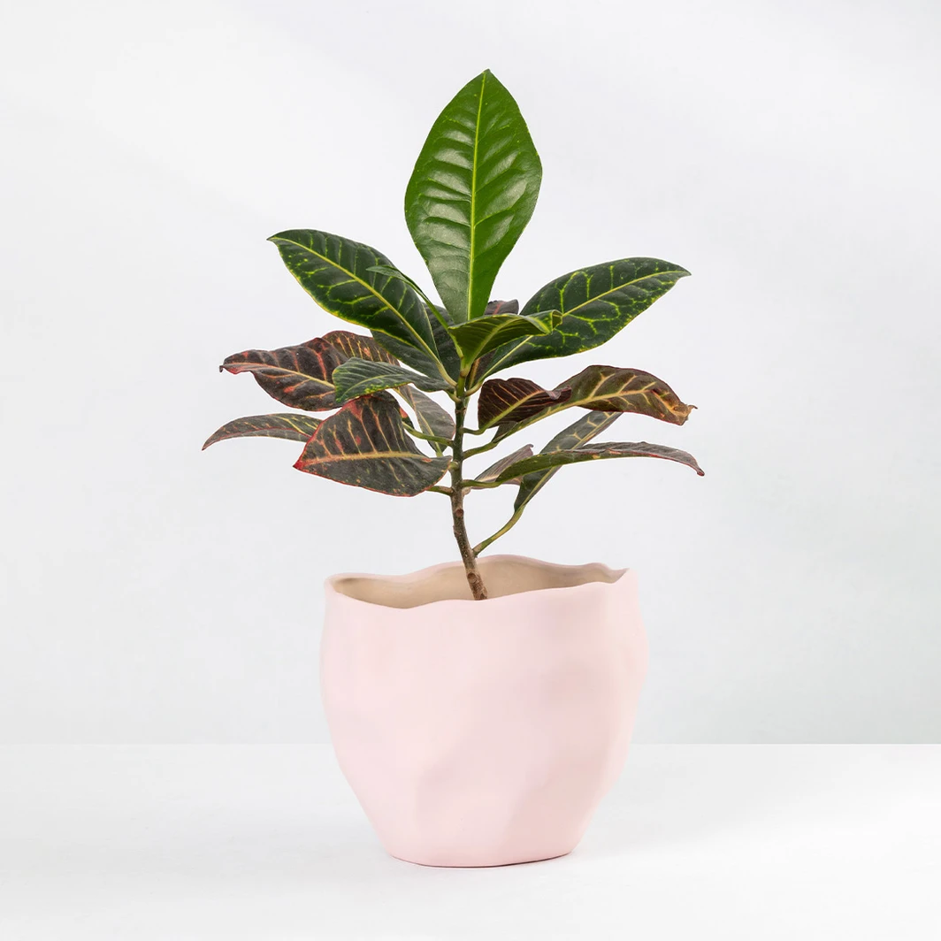 Planta de la Buena Energía en Maceta Cerámica 23630