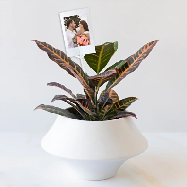 Personaliza con Mini Foto Planta de la Buena Energía 23915