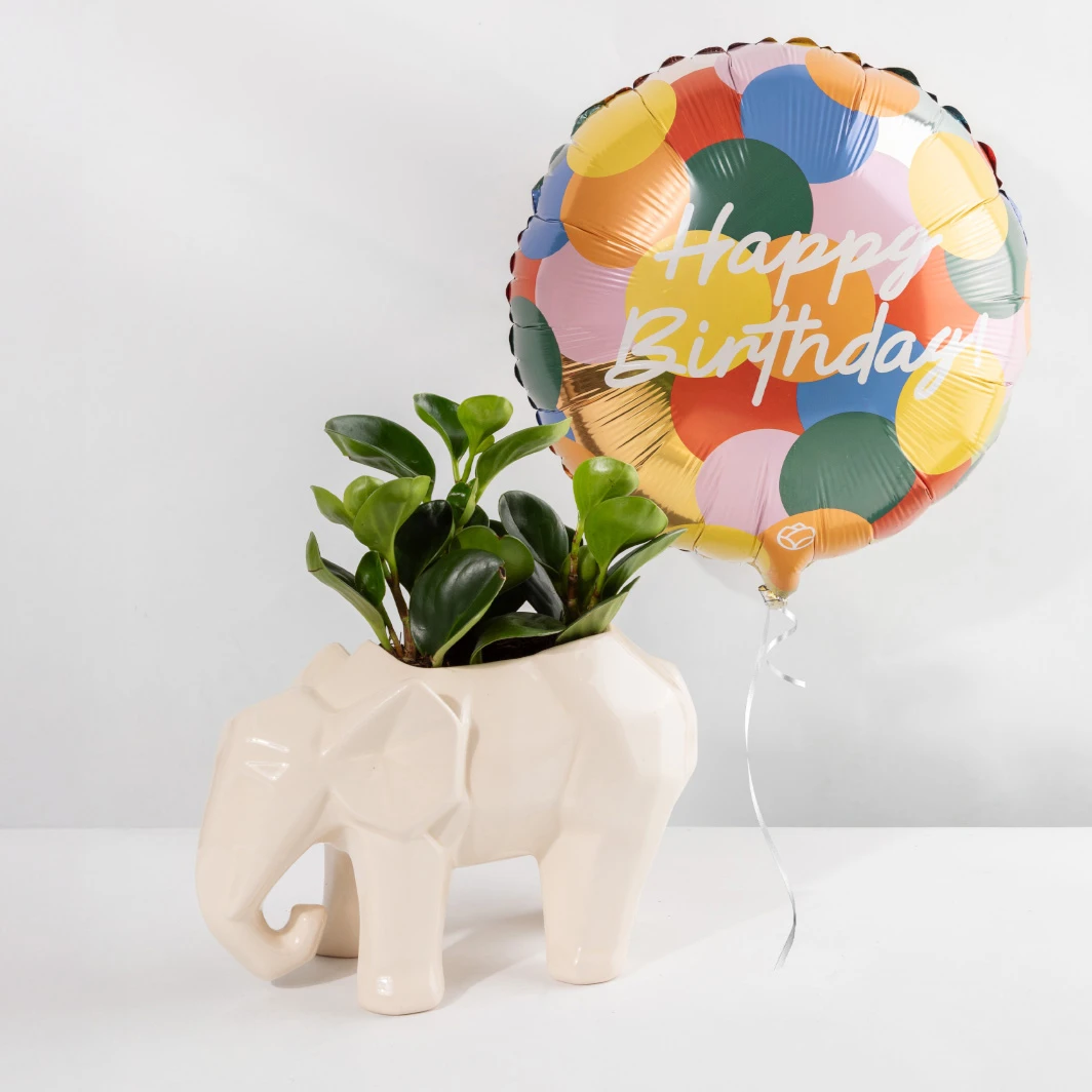 Planta del Éxito con Globo "Happy Birthday" Colores 23941