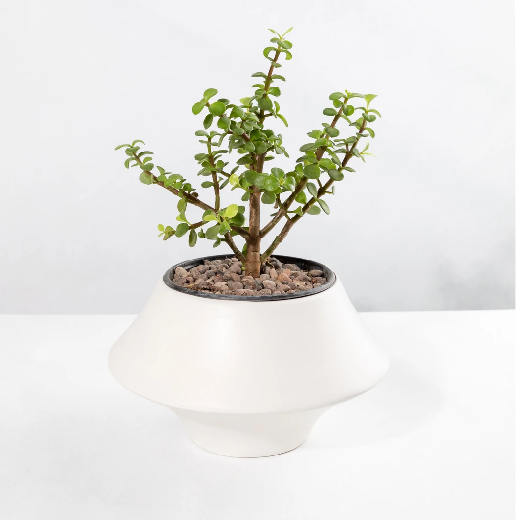 Tree of abundance with colorful "Happy Birthday" balloon 23943