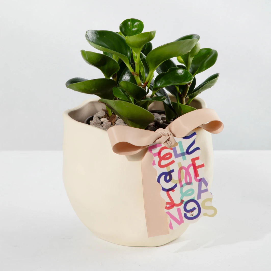 Success Plant with "Happy Birthday" Badge 23977