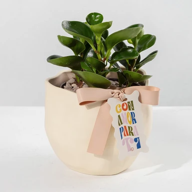 Planta del Éxito con Distintivo ''Con Amor Para Ti'' 23978