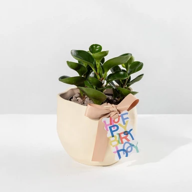 Planta del Éxito con Distintivo ''Happy Birthday'' 23979
