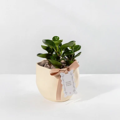 Planta del Éxito con Distintivo ''Gracias Gracias Gracias'' 23980