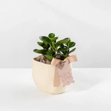 Planta del Éxito con Distintivo ''Gracias'' 23981