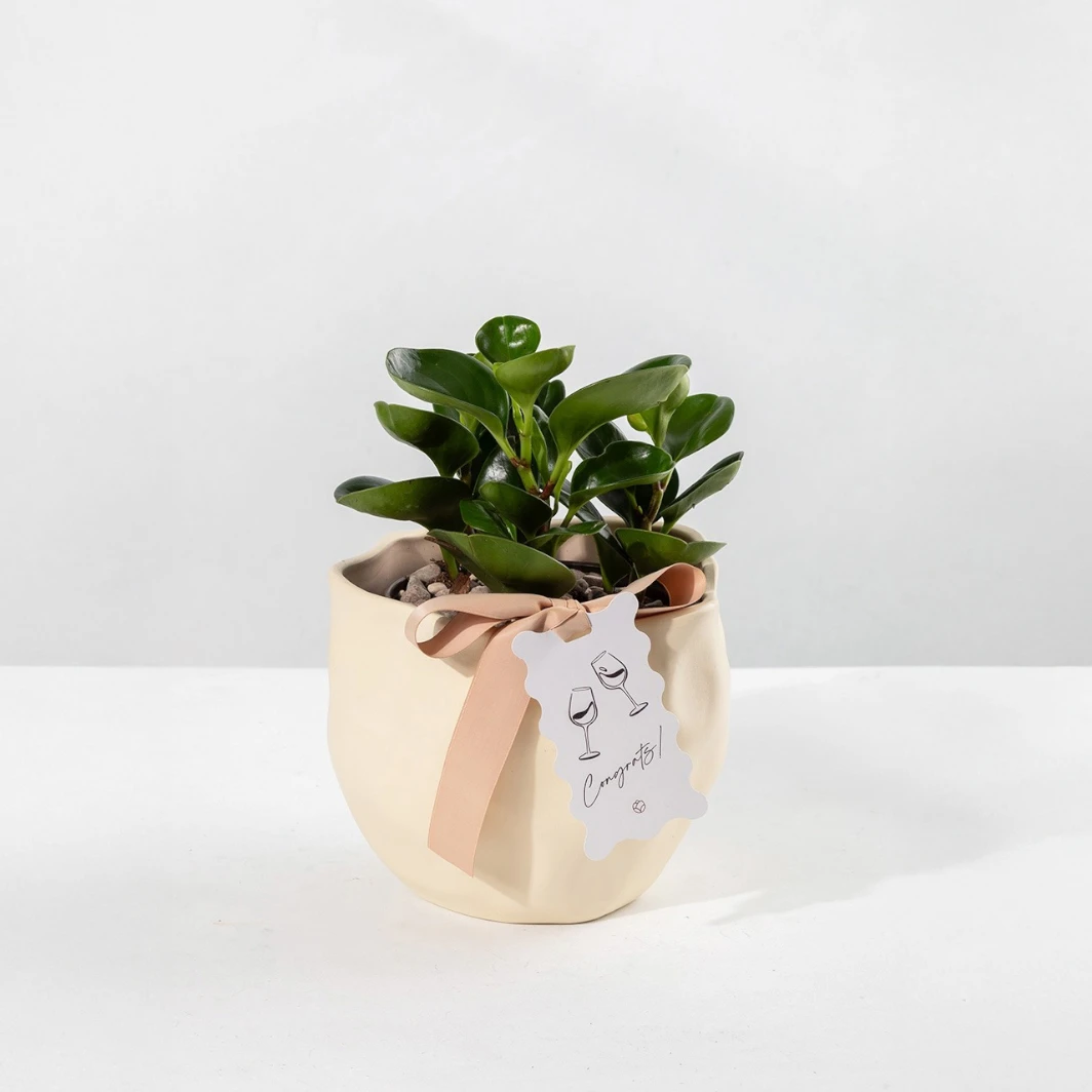 Planta del Éxito con Distintivo ''Congrats'' 23982