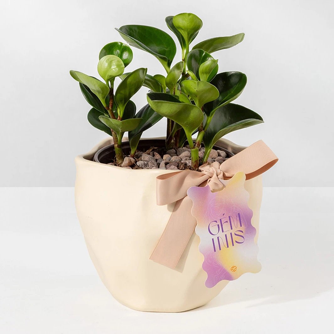 Planta del Éxito con Distintivo "Géminis"	 24052