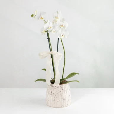 Orquídea Blanca con Base Blanca 24547