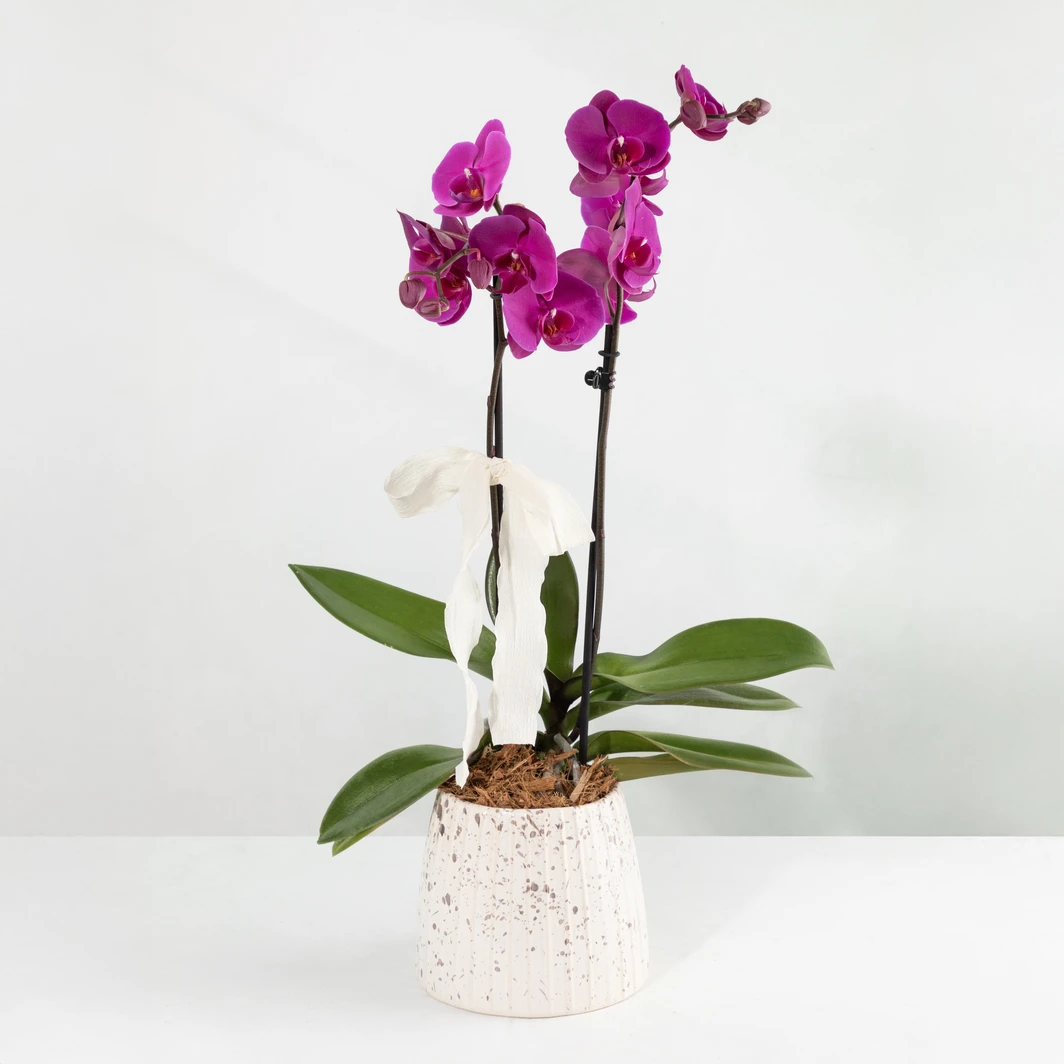 Orquídea Morada con Base Blanca 24548