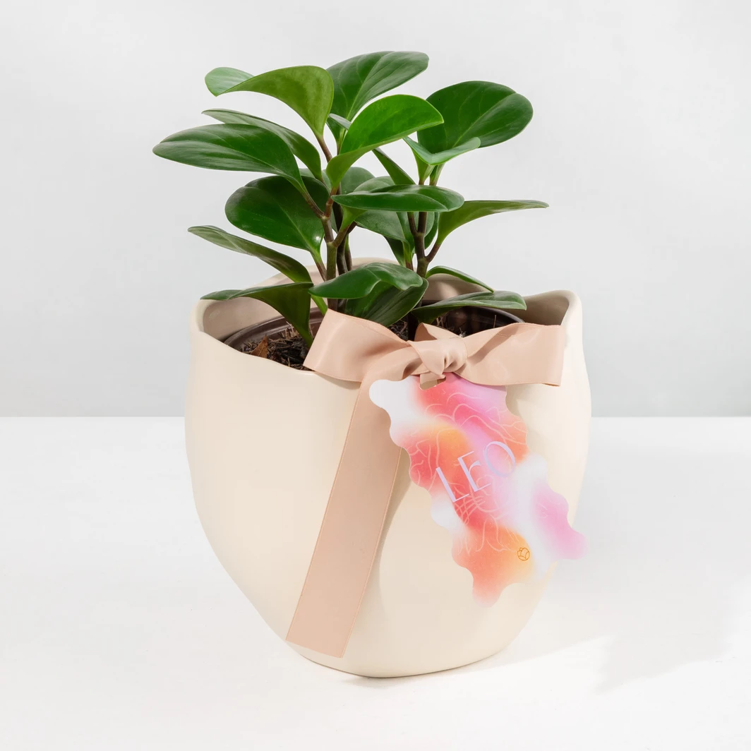 Planta del Éxito con Distintivo "Leo" 24576