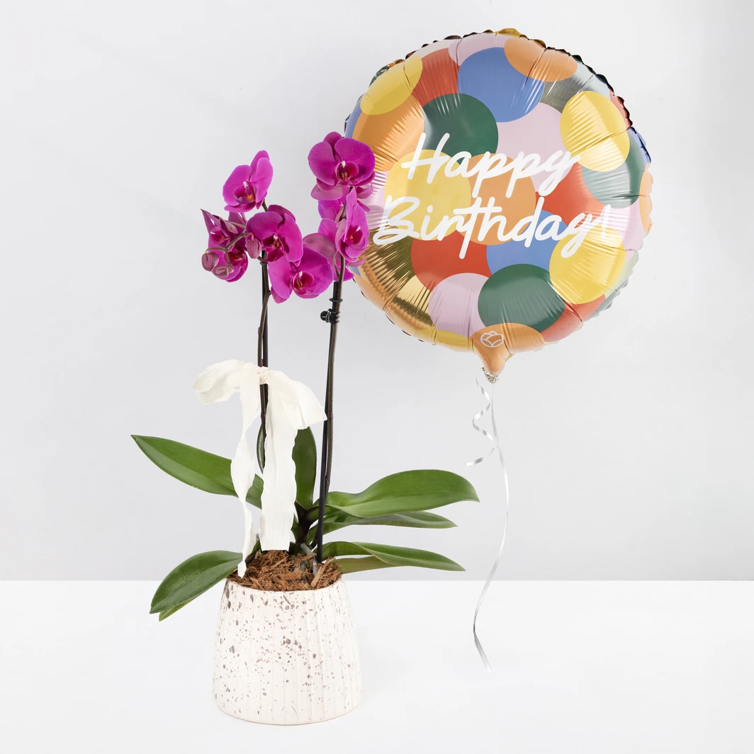 Purple Orchid in a Ceramic Pot and "Happy Birthday" Balloon 24669