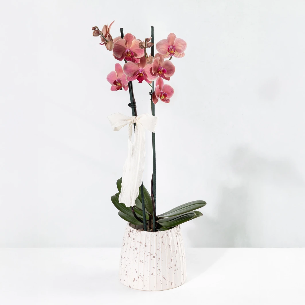 Orquídea Salmón en Base Blanca 24945