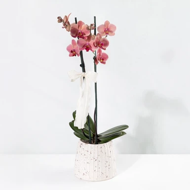 Orquídea Salmón en Base Blanca 24945
