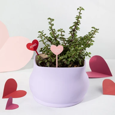 Árbol de la abundancia con Distintivo ''Love You'' 25144