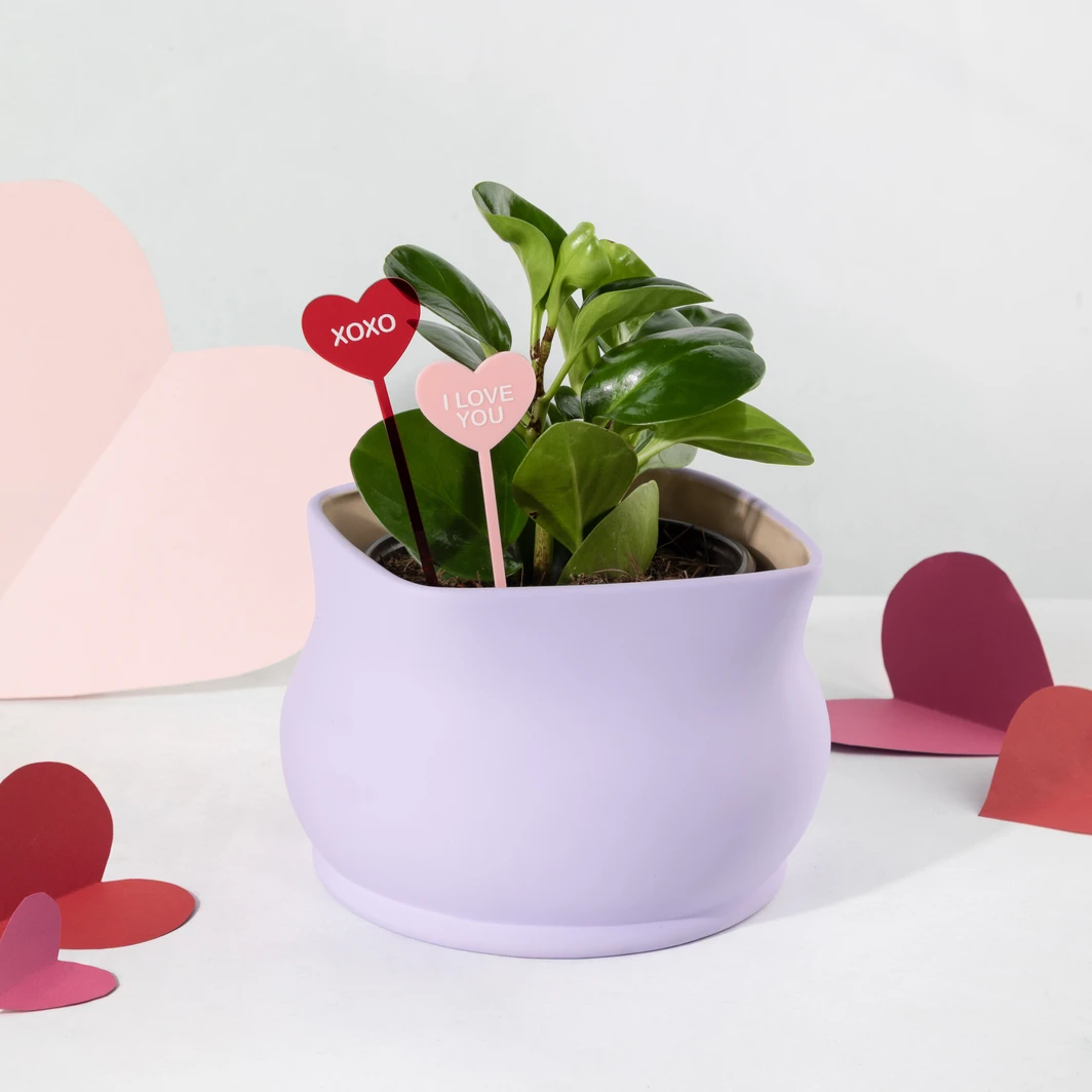 Planta del Éxito con Distintivo ''Love You'' 25145