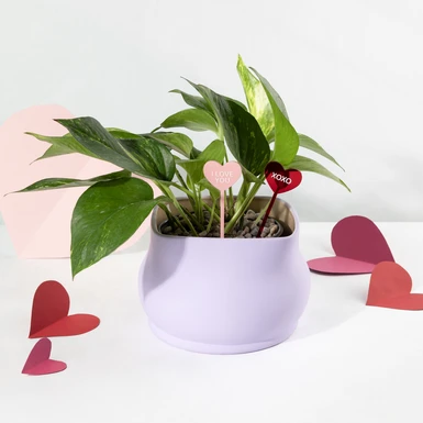 Planta de la Fortaleza con Distintivo ''Love You'' 25146