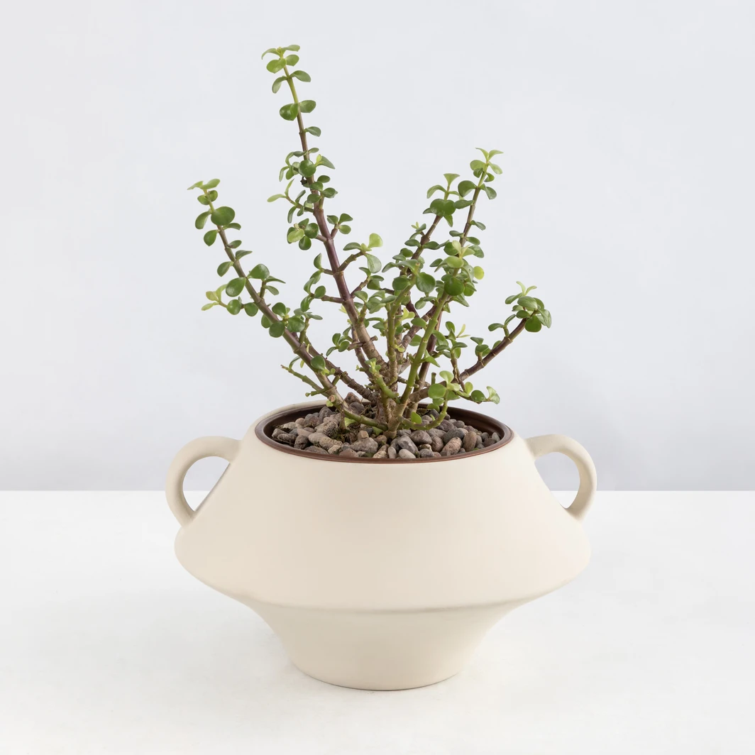 Abundance Tree in Ceramic Pot 25465