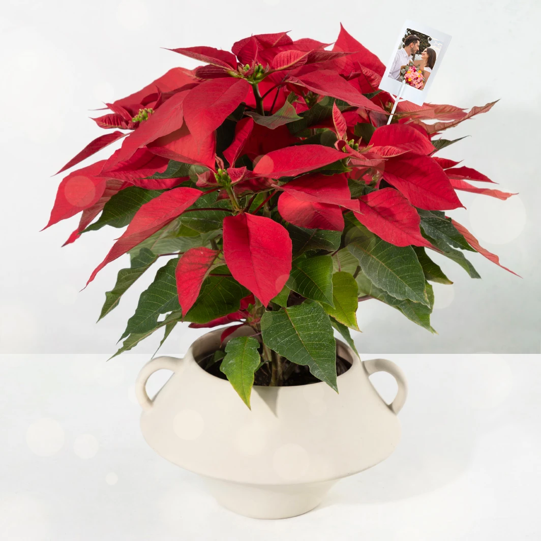 Christmas Flower with Polaroid 25498