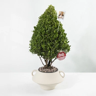 Pinito con Polaroid 25501