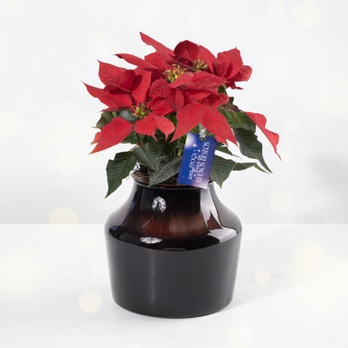 Mini Nochebuena con Distintivo "Buenos Deseos" 25641