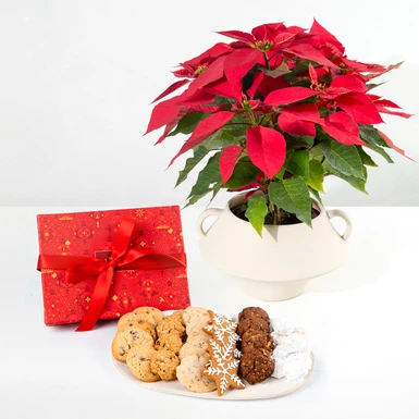 Christmas Cookies and Poinsettia 25740