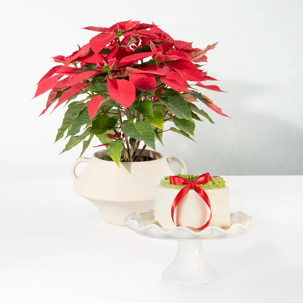 Nochebuena en Maceta Cerámica con Pastel Guirnaldas 25838