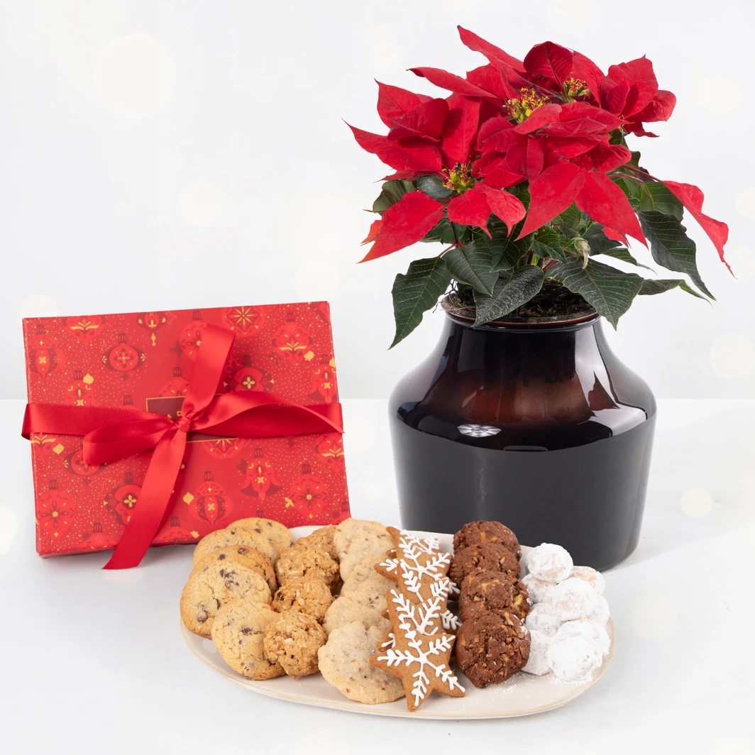 Galletas Navideñas y Mini Nochebuena 25899