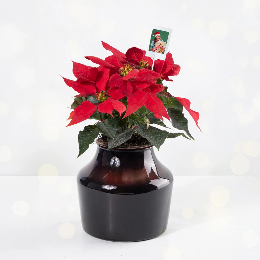 Mini Nochebuena con Polaroid 25904