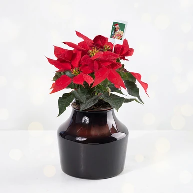 Mini Nochebuena con Polaroid 25904